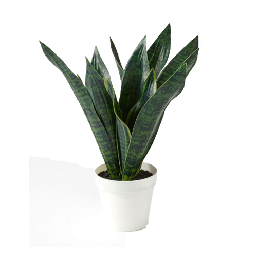 FAUX AFFORDABLE SNAKE PLANT